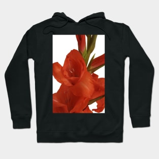 Red Gladioli Closeup Hoodie